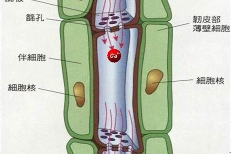 冬枣硬核后膨大用什么药 效果好