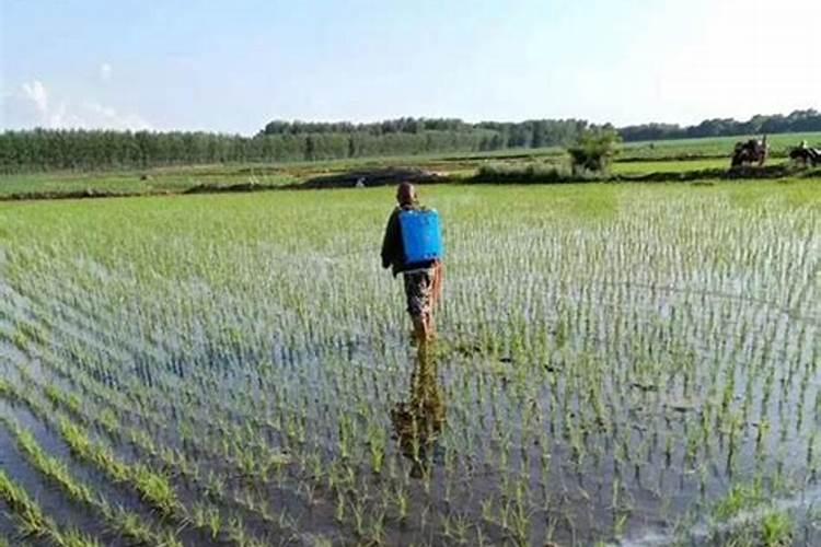 芸苔素使用十大禁忌 要避免
