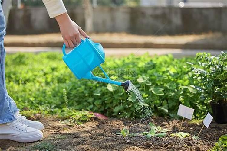 烧苗最好的解决方法