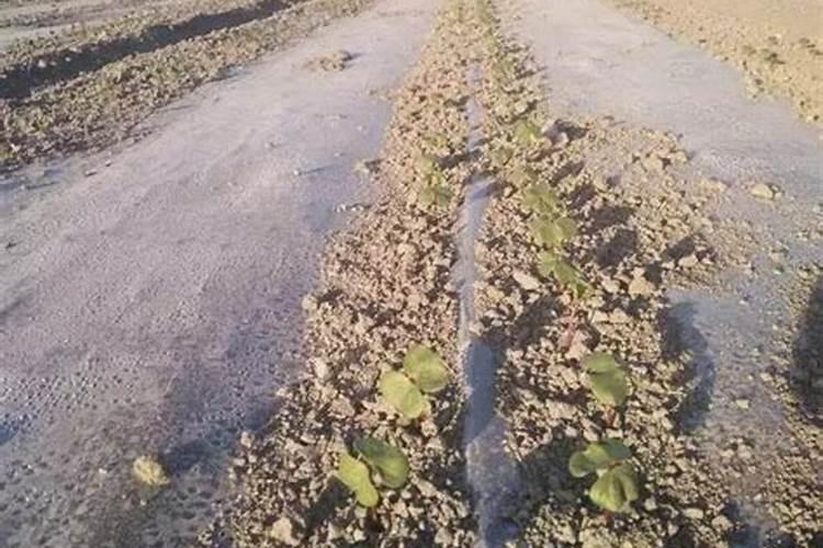 南瓜适宜的种植环境