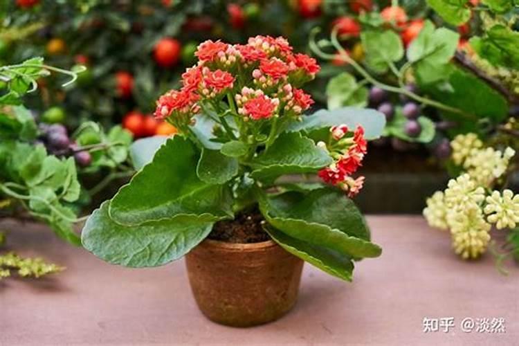 家里养花怎么正确施肥？有机肥与无机肥,哪一种更好？