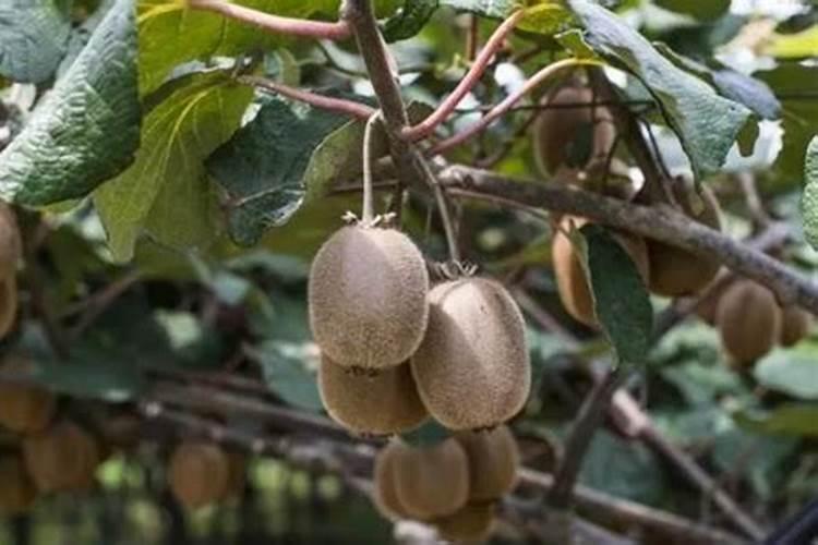 四季桂怎么施肥