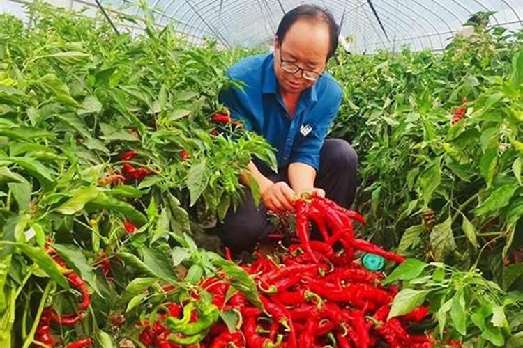 无花果施肥的正确方法