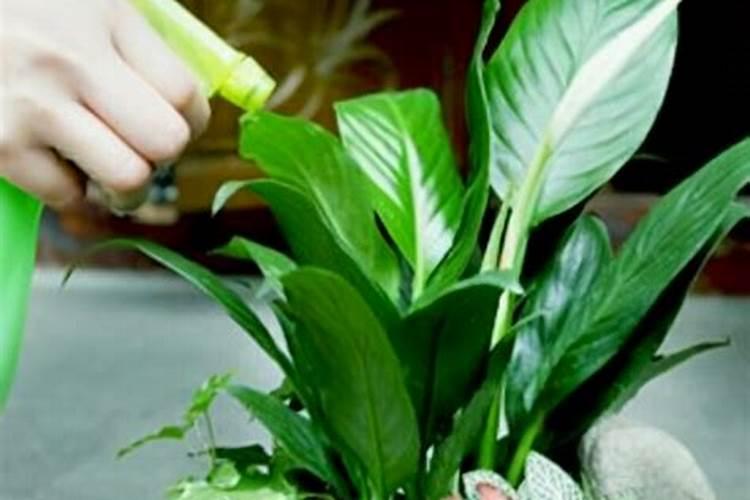 海藻精不能和什么肥料混用