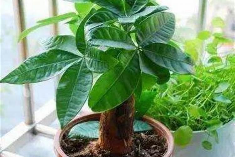 解决作物缺钙难题!这样补钙效果好