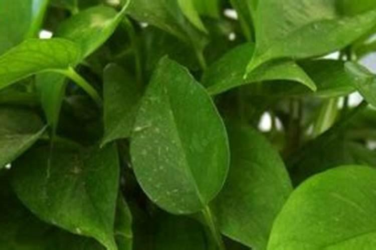 盆景榕树长期喷洒 磷酸氢钾施肥会有影响吗我发现新长的叶子出现卷叶