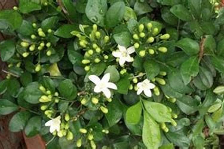 辣椒肥料就放复合肥可以了吗