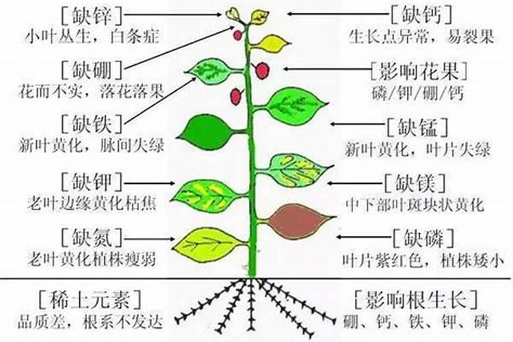 植物缺素症状口诀是什么？
