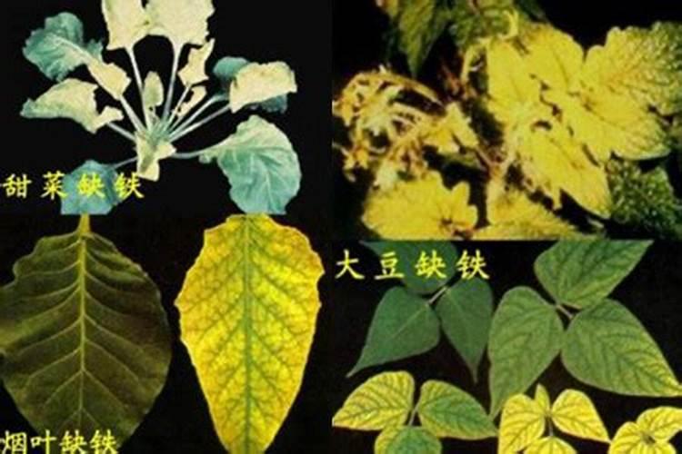 ...它们对植物的生长有何作用？如果缺少有何症状？