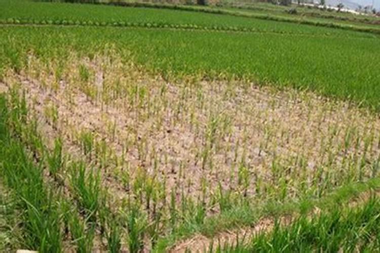 小葱上什么肥料最好