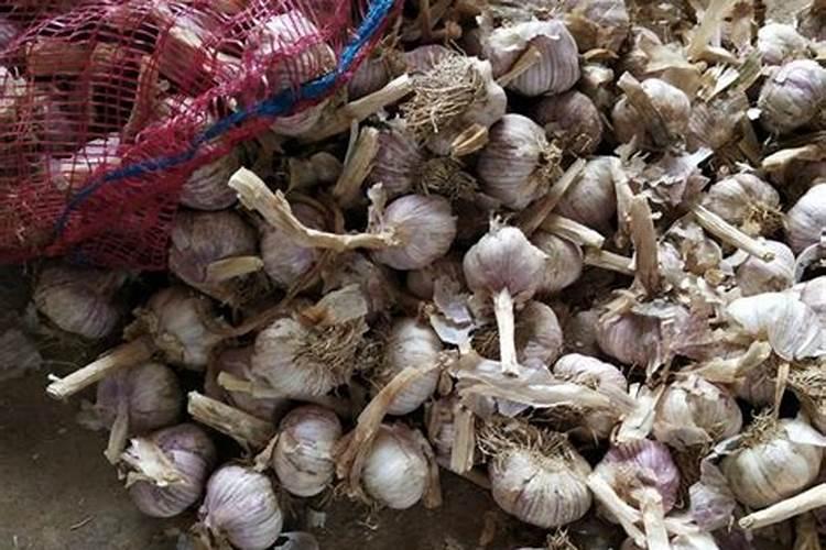 怎样给大蒜追施肥料