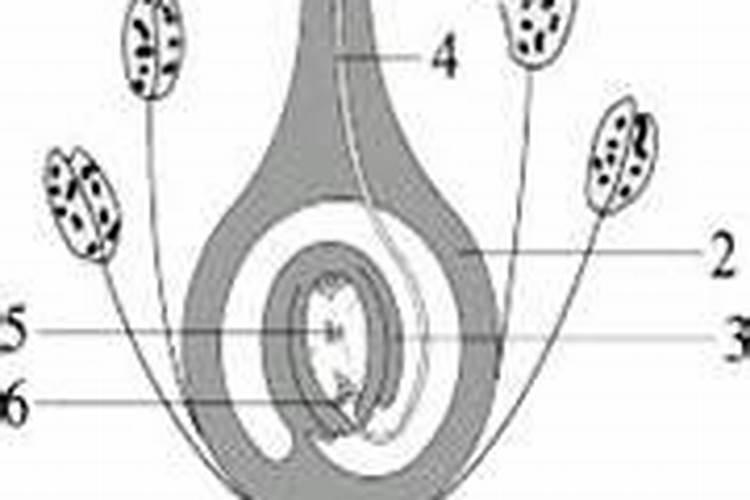 棉花后期需要什么肥料