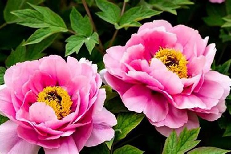 钾肥多了怎么挽救