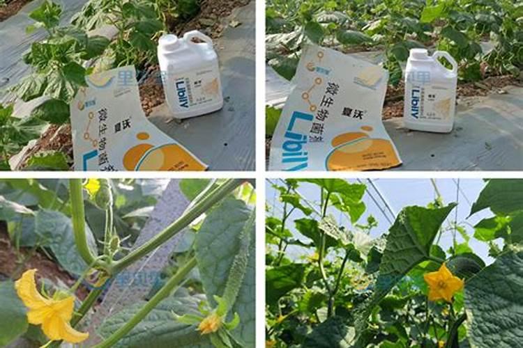 西瓜苗用植物营养液和肥料哪个好？