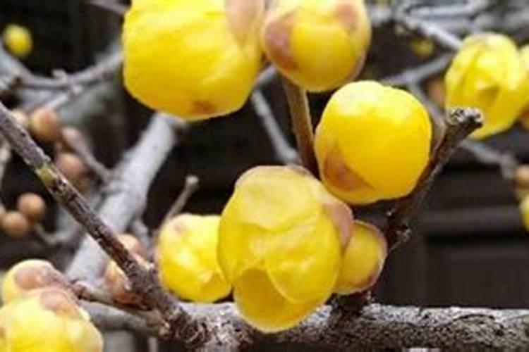 鱼塘放磷肥每亩用多少