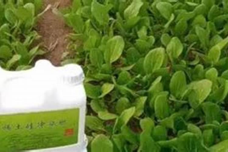 红糖加尿素对植物有什么作用