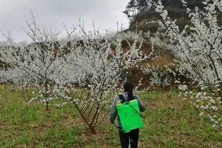果树花期补硼、花后补钙,补错了果子当然长不好