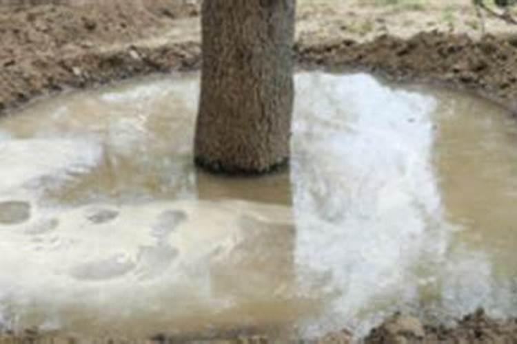 月季多久施肥 月季肥料施用时间表