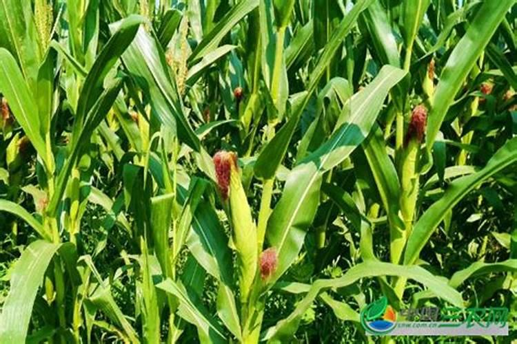 种植玉米时,需要施几次肥？一株玉米施多少呢？