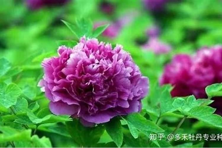 牡丹花怎么施肥