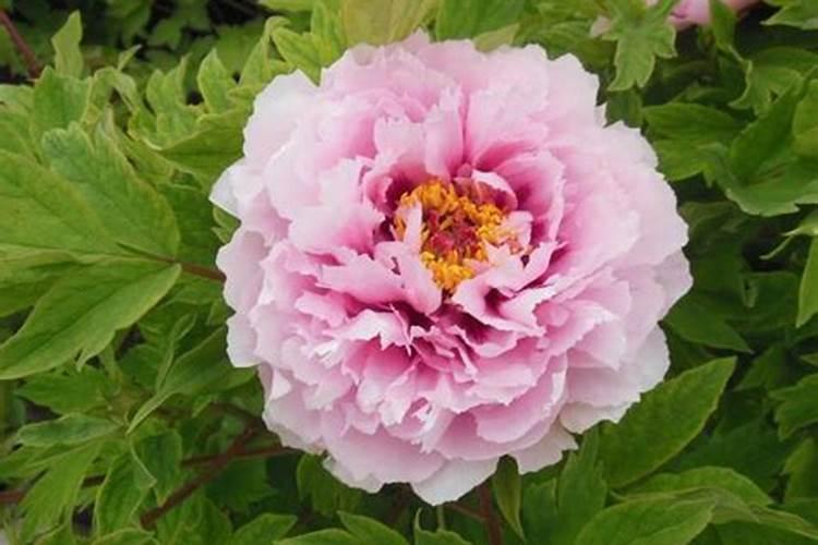 鱼蛋白水溶肥可以浇什么花？