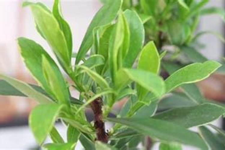 地栽牡丹秋季如何养护