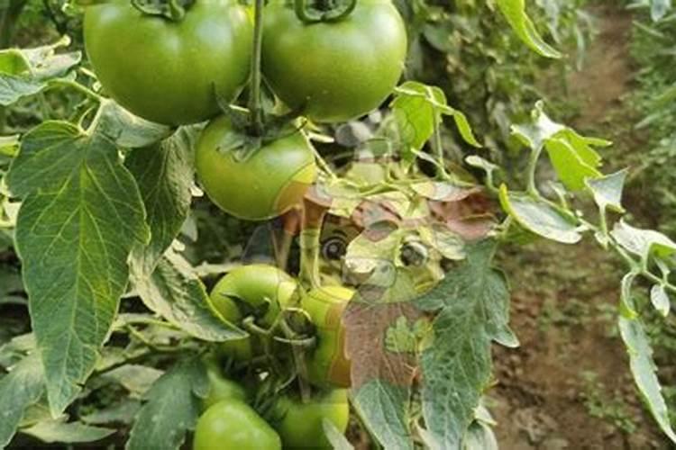 芸苔素内酯、硼肥、磷酸二氢钾在小麦上到底如何用？