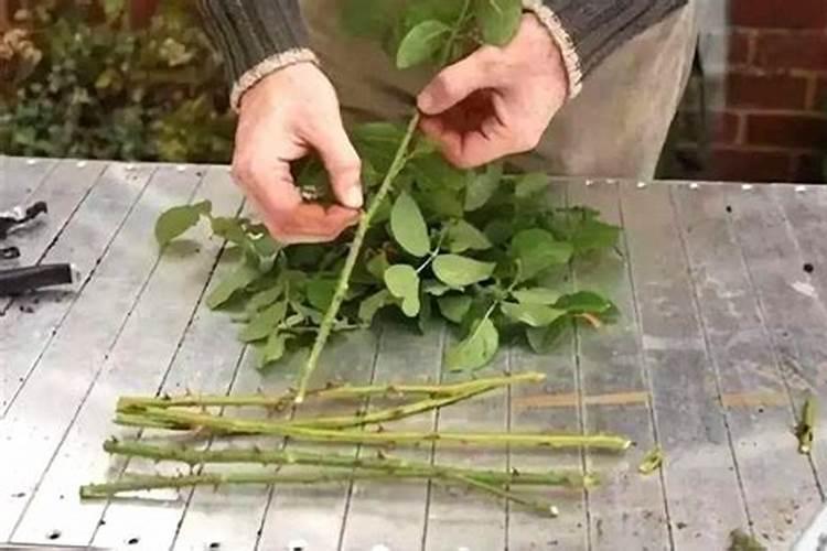 蟹爪兰使用什么肥？