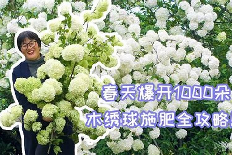 关于绣球花的养殖方法和注意事项