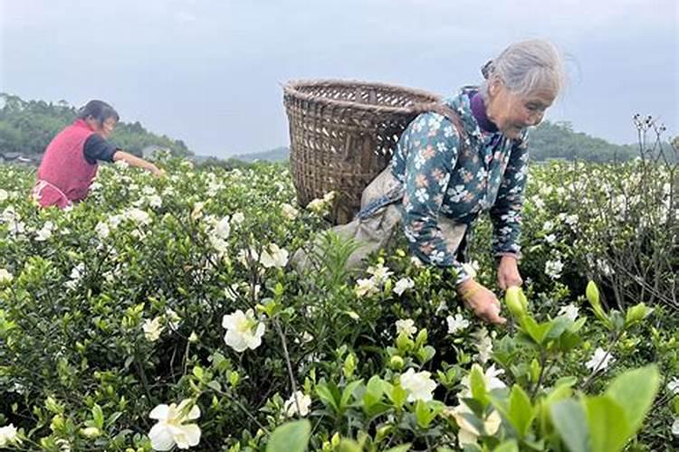 养水草用什么肥料