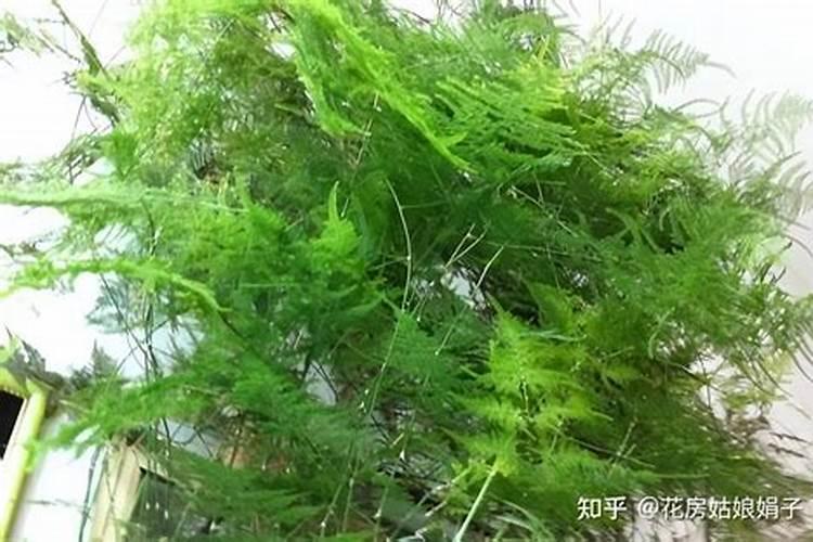 艾叶可以用来浇花吗？