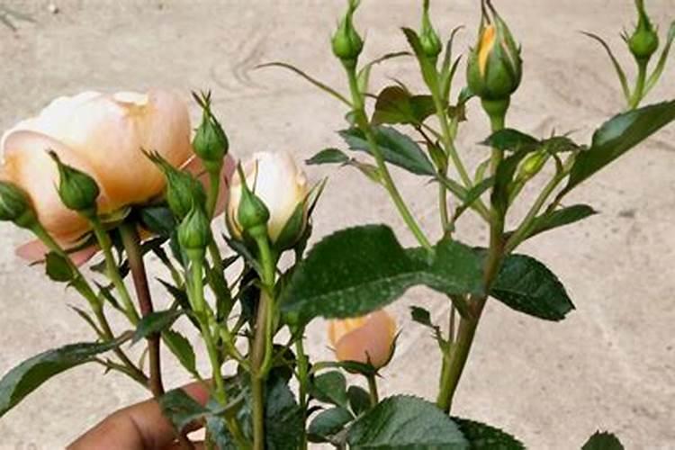 氯化钾和硫酸钾型复合肥的肥效有什么区别？