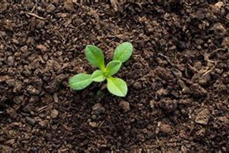 春兰什么时候可以施肥