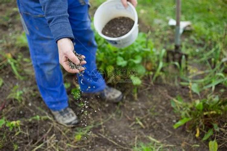 白菜喷什么叶面肥长得快