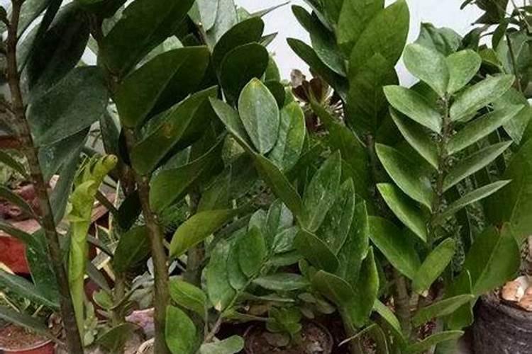 土壤有机质与有机碳的转化公式