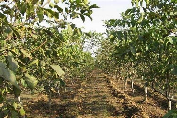 硫酸钾肥什么牌子好