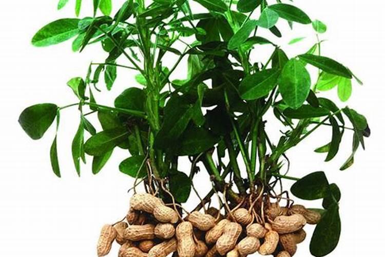 金果饮口服液雷氏