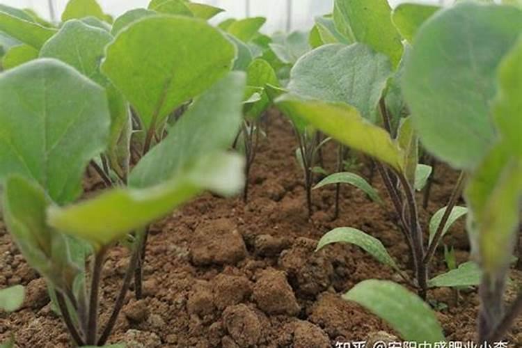 茄子如何做更高产？追肥怎么做更合理