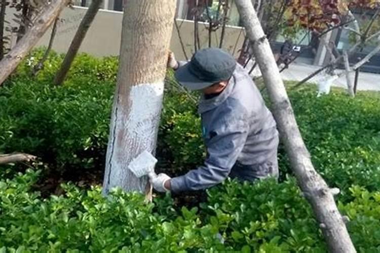 茶叶什么时候施肥比较合适