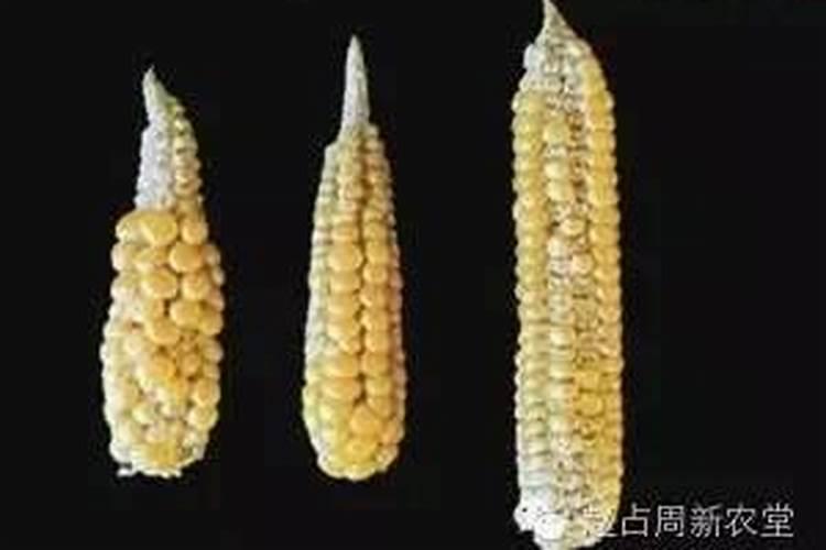 硝酸钾可以代替氯酸钾吗