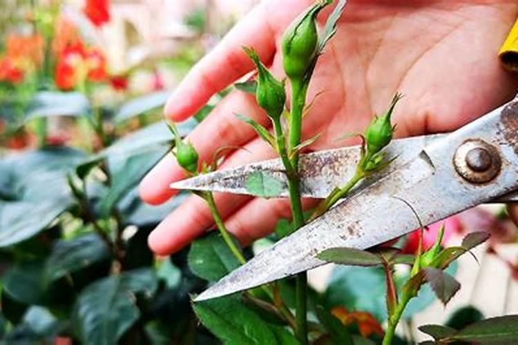 月季花如何施肥呢？牢记“2点”,不停生长,不停开花,是真的吗？