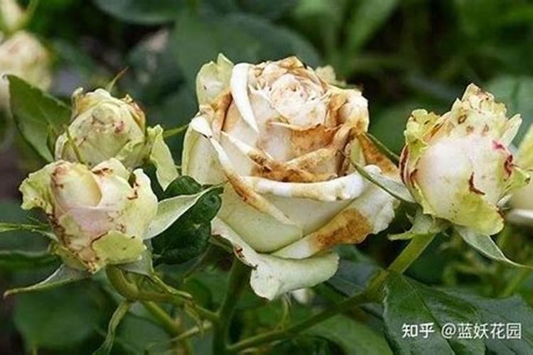 月季长花苞后怎么施肥