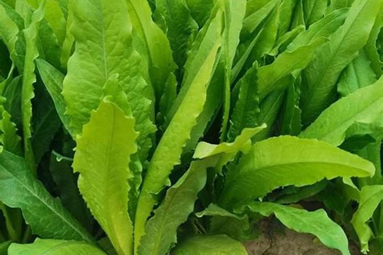 玉米苗打什么营养药呢？