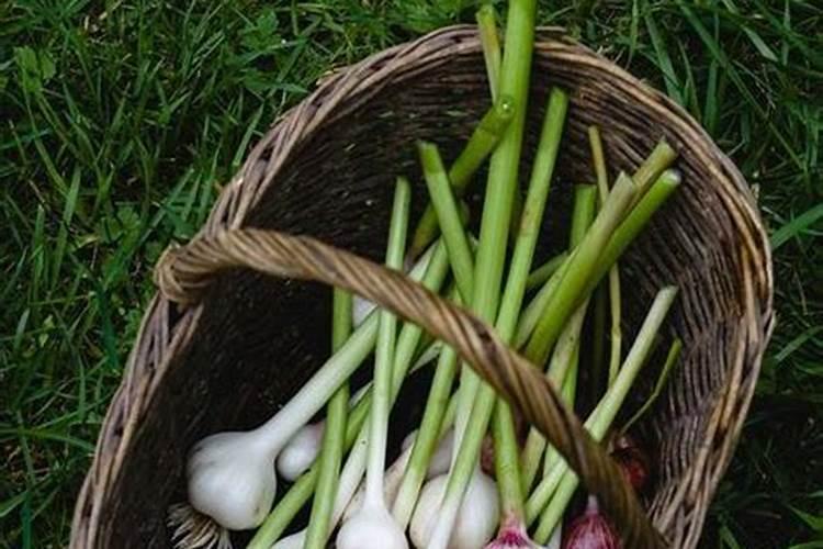 大蒜喜欢什么配比的肥料