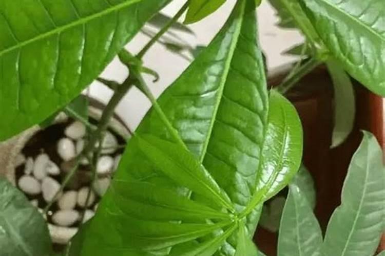 发财树多久喷一次叶面？