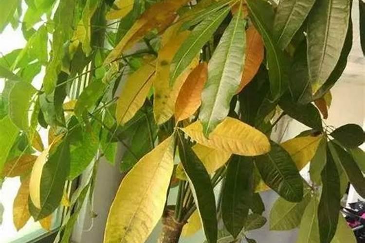 盆我桔子树开花结果期要施肥吗