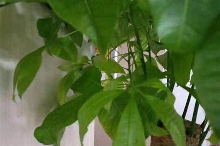 发财树能喷磷酸二氢钾叶面肥吗