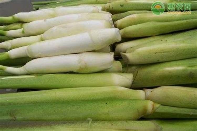 茭白发黄是缺水还是缺肥？