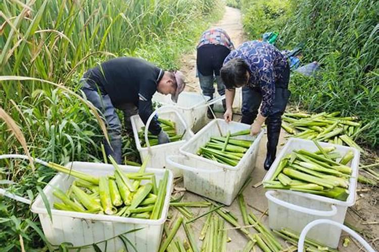 如何识别茭白胡麻叶斑病？怎样防治？