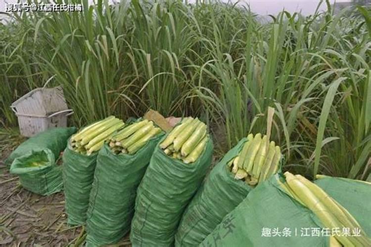 种茭白用什么肥料最好